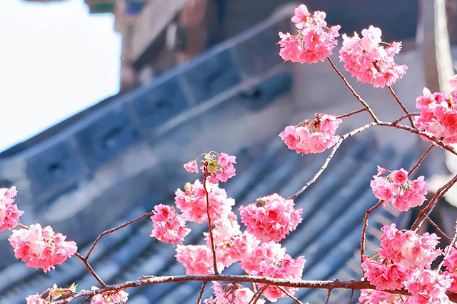 春日桐廬，花開正豔——伊頓母線桐廬之旅團建活動圓滿結束！